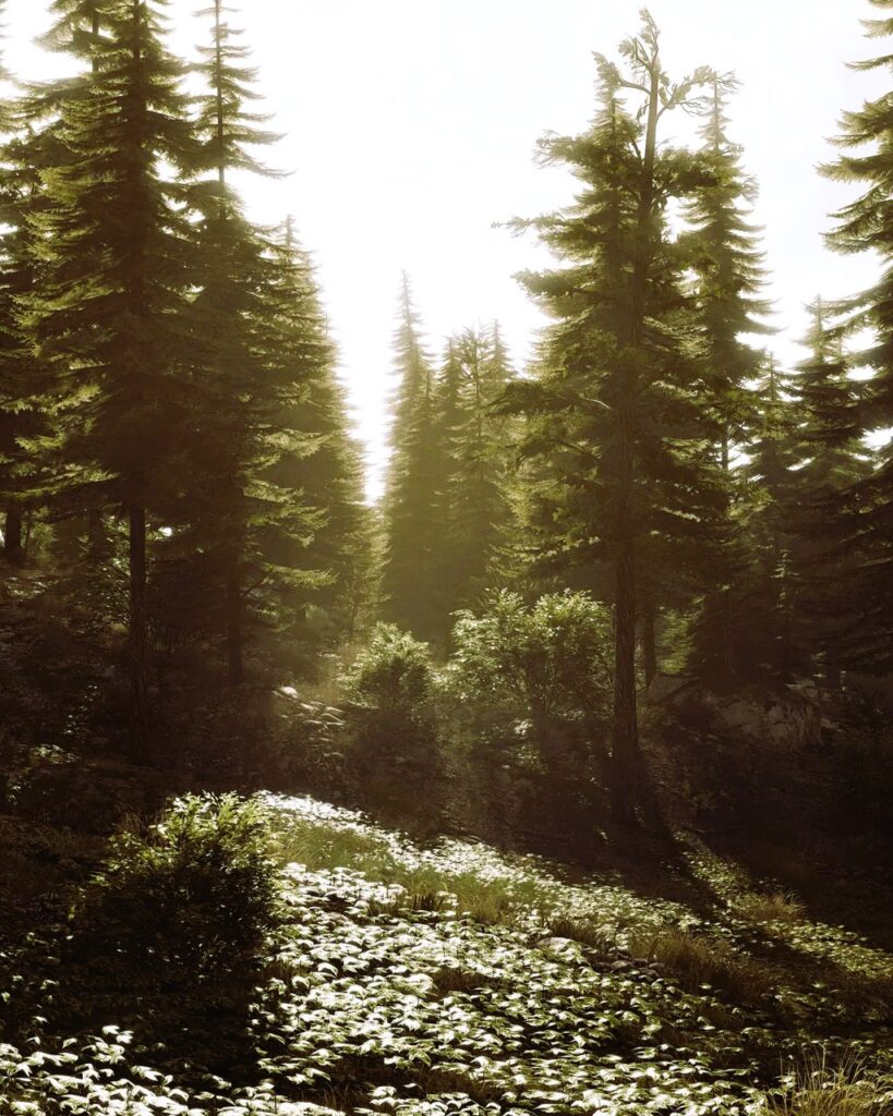 Forest